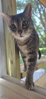 AC -  Domestic Short Hair Cat for Adoption in Miami, Oklahoma - AC | PetCurious
