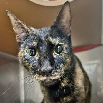 Domestic Short Hair Cats Available for Adoption - Pickles | PetCurious