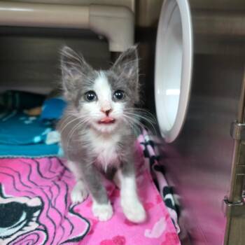 Cashmere -  Domestic Short Hair Cat for Adoption - Cashmere | PetCurious