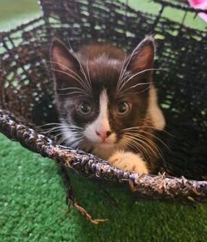 Domestic Short Hair Cats Available for Adoption - Monica | PetCurious