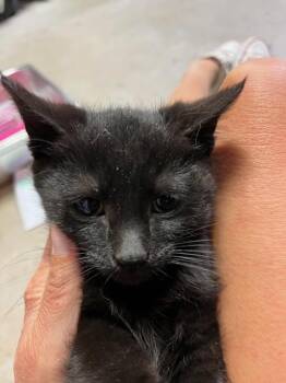 Domestic Short Hair Cats Available for Adoption in Dayton, Minnesota - Coal | PetCurious