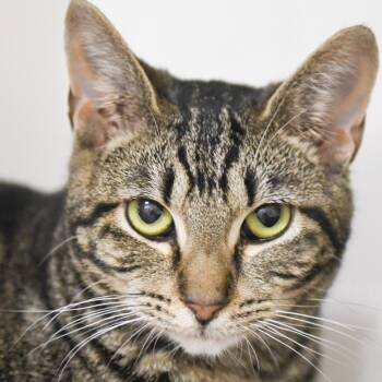 Domestic Short Hair Cats Available for Adoption in Redwood City, California - Stuart | PetCurious