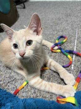 Butterbean -  Domestic Short Hair Cat for Adoption in Mishawaka, Indiana - Butterbean | PetCurious