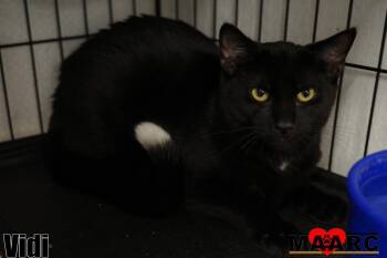 Domestic Short Hair Cats Available for Adoption in Maryville, Tennessee - Vidi | PetCurious
