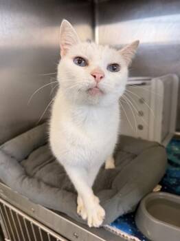 SNOWFLAKE -  Domestic Medium Hair Cat for Adoption in Corpus Christi, Texas - SNOWFLAKE | PetCurious