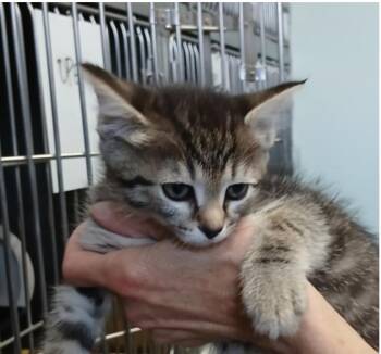 Appalachia -  Domestic Short Hair Cat Available for Adoption in Marshall, North Carolina - Appalachia | PetCurious