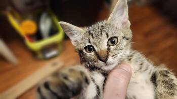 Rescue Domestic Short Hair Cats for Adoption in Fort Worth, Texas - Terry | PetCurious