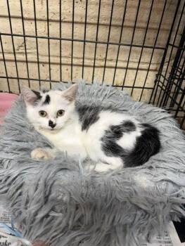 Betty -  Domestic Short Hair Cat for Adoption in Apollo, Pennsylvania - Betty | PetCurious