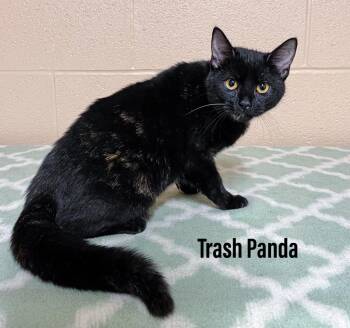 Domestic Short Hair Cats Available for Adoption in Clearfield, Kentucky - Trash Panda | PetCurious