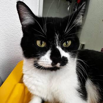 LoveBug -  Domestic Short Hair Cat for Adoption in Prescott, Arizona - LoveBug | PetCurious