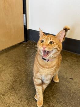 Pete (Bonded to Peggy) -  Domestic Short Hair Cat for Adoption in Portland, Oregon - Pete (Bonded To Peggy) | PetCurious