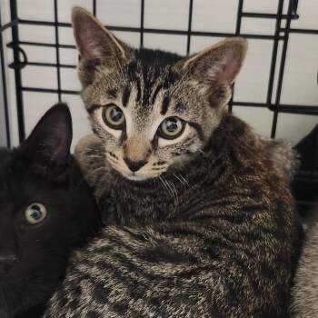 Javi -  Domestic Short Hair Cat for Adoption - Javi | PetCurious