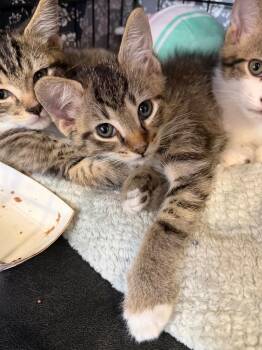 Button Up -  Domestic Short Hair Cat for Adoption in Cincinnati, Ohio - Button Up | PetCurious