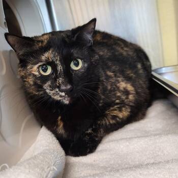 Domestic Short Hair Cats Available for Adoption in Asheville, North Carolina - Oliva | PetCurious