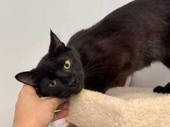 Rescue Domestic Short Hair Cats for Adoption in Clarksville, Tennessee - Pearl Union | PetCurious