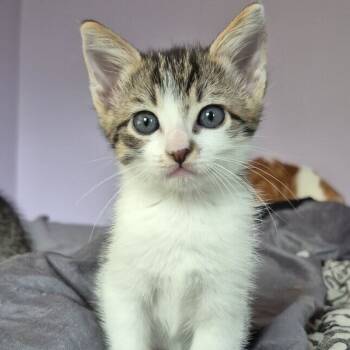 Rescue Domestic Short Hair Cats for Adoption in Carencro, Louisiana - Sundae | PetCurious