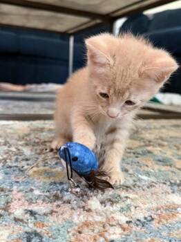 Domestic Short Hair Cats Available for Adoption in San Antonio, Texas - Duncan | PetCurious