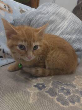 Zonk -  Domestic Short Hair Cat for Adoption in Shepherdsville, Kentucky - Zonk | PetCurious