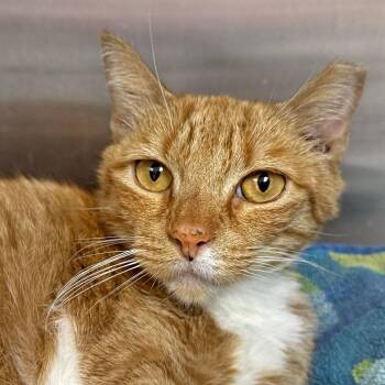 Miel -  Domestic Short Hair Cat Available for Adoption in Falmouth, Massachusetts - Miel | PetCurious