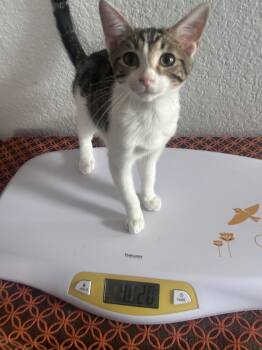 Chi -  Domestic Short Hair Cat for Adoption in Riverside, California - Chi | PetCurious