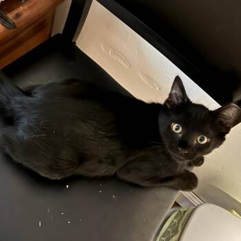 Josh -  American Shorthair Cat for Adoption in Calimesa, California - Josh | PetCurious