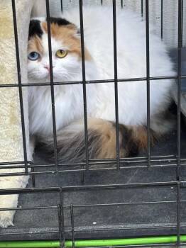 Lillith -  Scottish Fold Cat for Adoption in Fort Worth, Texas - Lillith | PetCurious