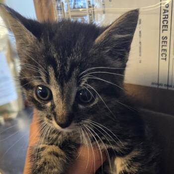 Cumulus -  Domestic Short Hair Cat for Adoption in Newark, New Jersey - Cumulus | PetCurious