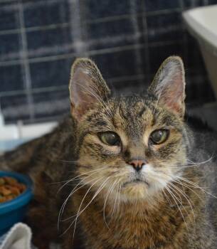 Domestic Short Hair Cats Available for Adoption - Isabella | PetCurious