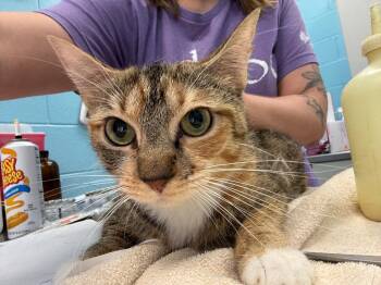 OJ -  Domestic Short Hair Cat for Adoption in Frankfort, Kentucky - OJ | PetCurious