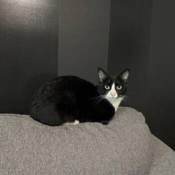 Lil Gabes -  Tuxedo Cat for Adoption in Burnaby, British Columbia - Lil Gabes | PetCurious