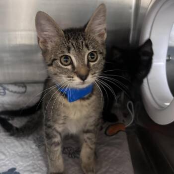 Chicken Fry -  Domestic Short Hair Cat for Adoption in Lakeland, Florida - Chicken Fry | PetCurious