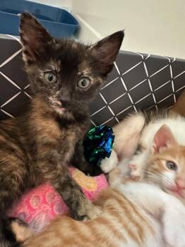 Tortoiseshell Cats Available for Adoption in Walnut Creek, California - Bean | PetCurious