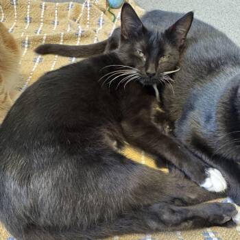 Lost My Spoon -  Domestic Short Hair Cat for Adoption in Carencro, Louisiana - Lost My Spoon | PetCurious