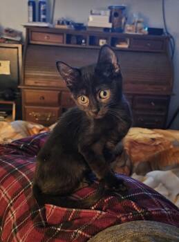 Paw Paw -  Domestic Short Hair Cat for Adoption in Trenton, New Jersey - Paw Paw | PetCurious