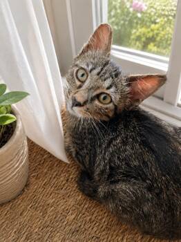 Ash -  Domestic Short Hair Cat for Adoption in Coachella, California - Ash | PetCurious