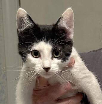 Rescue Domestic Short Hair Cats for Adoption in Bedford, Virginia - Mitsy | PetCurious