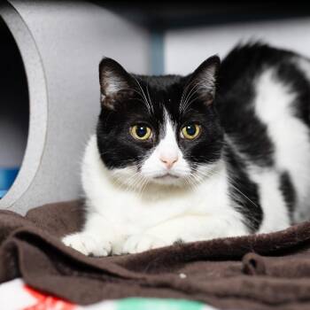 Mokie -  Domestic Short Hair Cat for Adoption in Evansville, Indiana - Mokie | PetCurious