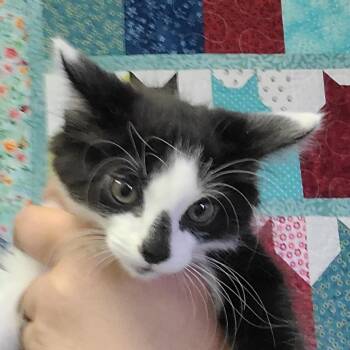 Domestic Long Hair Cats Available for Adoption in Hemet, California - Otis | PetCurious