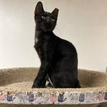 Rescue Domestic Short Hair Cats for Adoption in Palmetto, Florida - Onyx | PetCurious