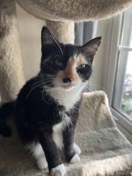 Gypsy -  Calico Cat for Adoption in Fort Worth, Texas - Gypsy | PetCurious