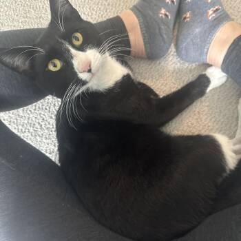 Rescue American Shorthair Cats for Adoption in Philadelphia, Pennsylvania - Bill Rugby | PetCurious