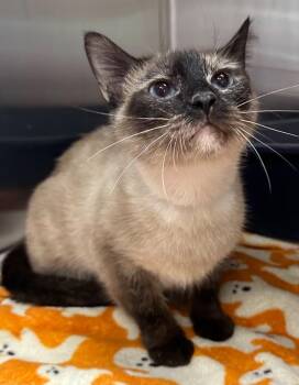 6/4/26 Novalee -  Domestic Short Hair Cat for Adoption in Stillwater, Oklahoma - 6/4/26 Novalee | PetCurious