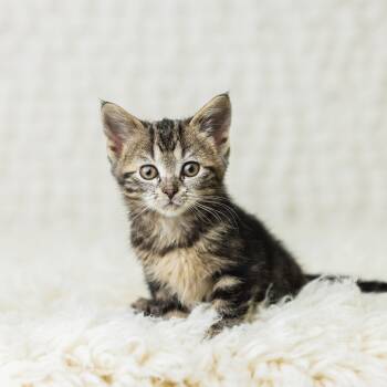 Rescue Domestic Short Hair Cats for Adoption in Saint Paul, Minnesota - Jynx | PetCurious