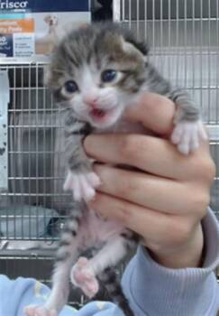 OZZY -  Domestic Short Hair Cat for Adoption in Salinas, California - OZZY | PetCurious