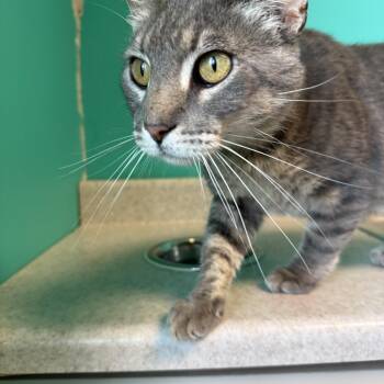 Goofy Goober -  Domestic Short Hair Cat for Adoption in Brookings, South Dakota - Goofy Goober | PetCurious