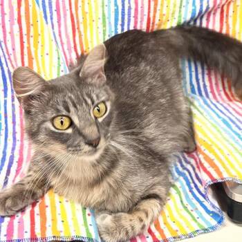 Domestic Medium Hair Cats Available for Adoption in Folsom, Louisiana - Umami | PetCurious