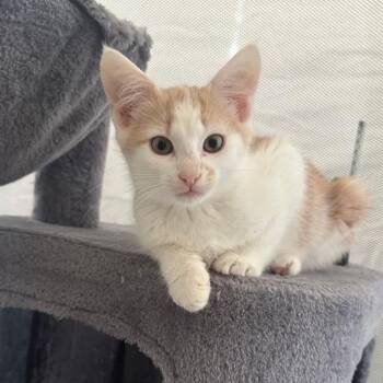 Rescue Domestic Short Hair Cats for Adoption in Pitman, New Jersey - Butterscotch | PetCurious