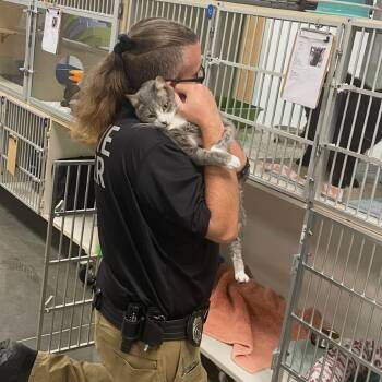 Smokey -  Domestic Short Hair and American Shorthair Cat for Adoption in Dickinson, Texas - Smokey | PetCurious