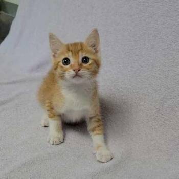 Big Blue -  Domestic Short Hair Cat Available for Adoption in Valdosta, Georgia - Big Blue | PetCurious