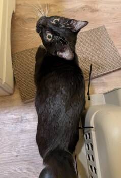 CHARISE -  Domestic Short Hair Cat for Adoption in Broomfield, Colorado - CHARISE | PetCurious